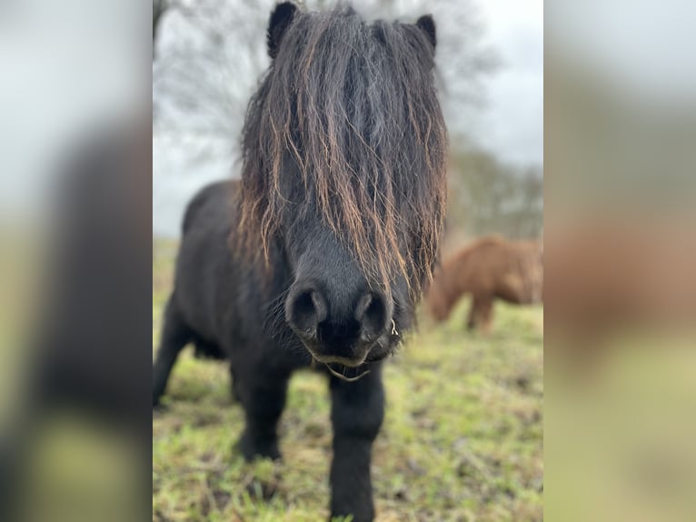 Shetland Ponies Stallion 6 years 10,2 hh Black in Emkendorf