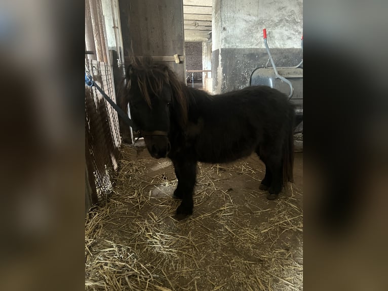 Shetland Ponies Stallion 6 years 6,3 hh Black in Kaltohmfeld