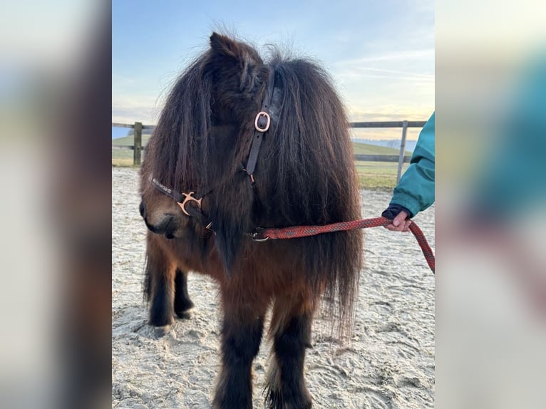 Shetland Ponies Stallion 6 years 8.1 hh Can be white in Singen
