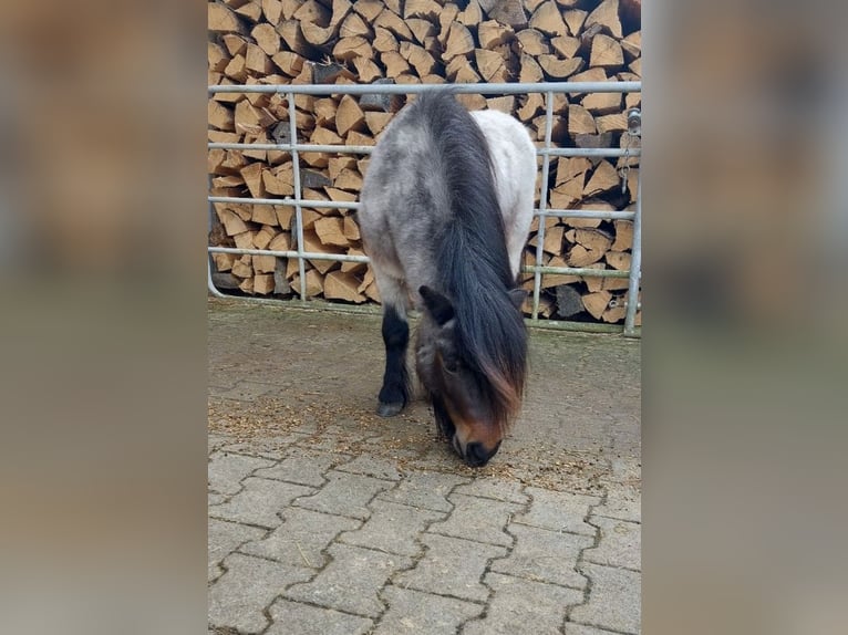 Shetland Ponies Stallion 6 years 8.1 hh Can be white in Singen
