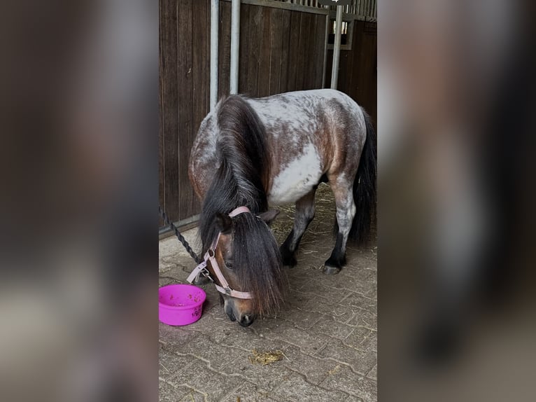 Shetland Ponies Stallion 6 years 8.1 hh Can be white in Singen