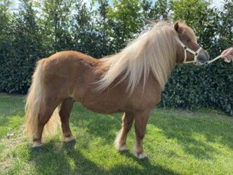 Shetland Ponies Stallion 6 years 8,3 hh Chestnut-Red in egchel