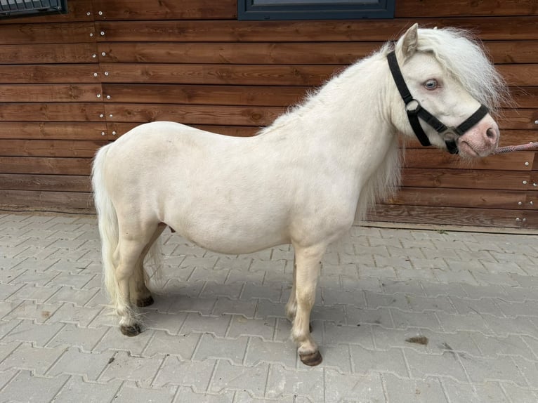 Shetland Ponies Stallion 6 years 8 hh Cremello in Rzęskowo
