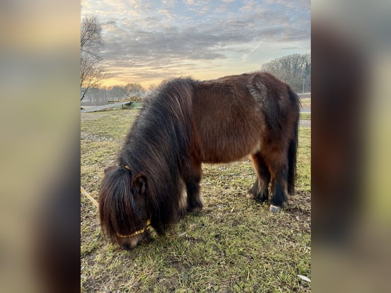 Shetland Ponies Stallion 6 years 8,1 hh Can be white in Singen
