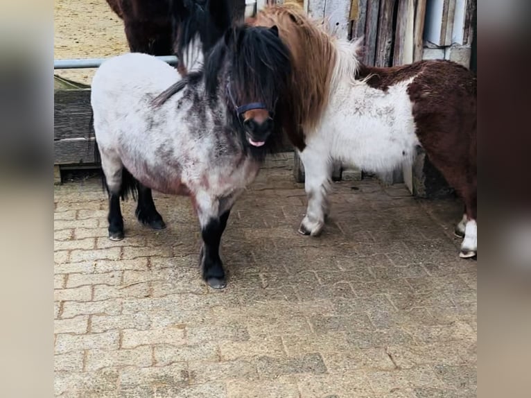 Shetland Ponies Stallion 6 years 8,1 hh Can be white in Singen