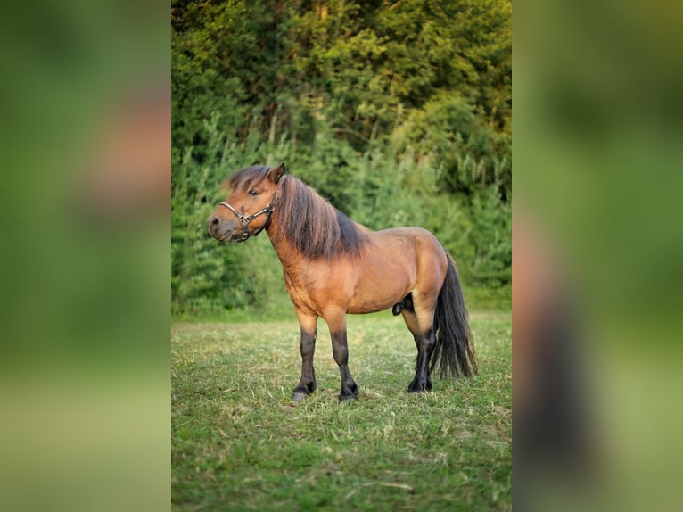 Shetland Ponies Stallion 6 years 8,2 hh Brown in Saint oulph