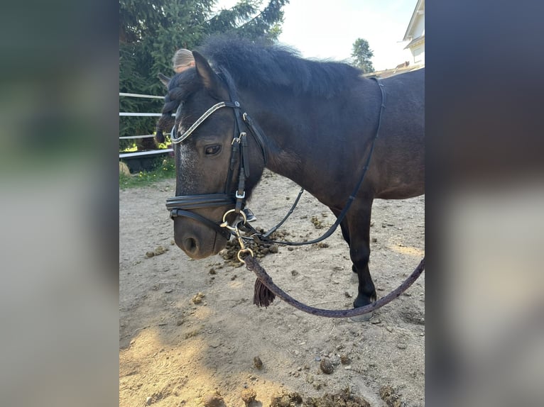 Shetland Ponies Stallion 6 years 8,3 hh Black in Hattersheim