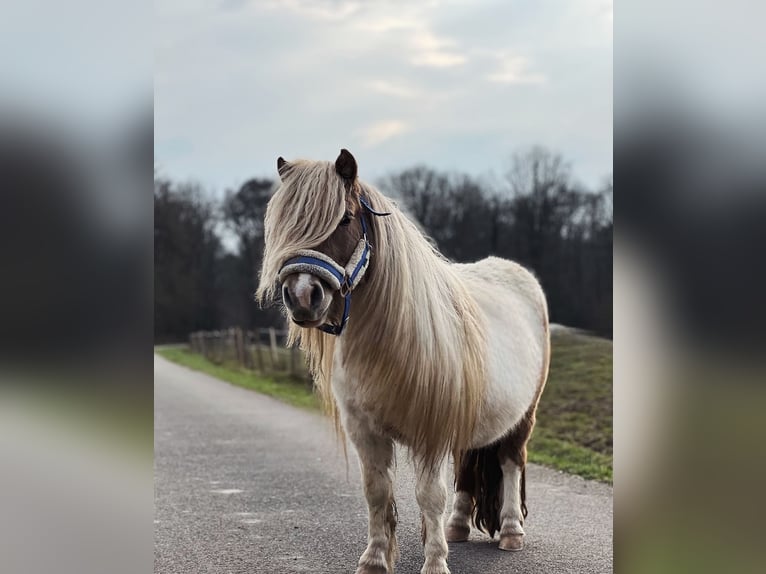Shetland Ponies Stallion 6 years 9,1 hh in Saint-Léger-en-Yvelines Shetland Ponies Stallion 6 years 9,1 hh in Saint-Léger-en-Yvelines