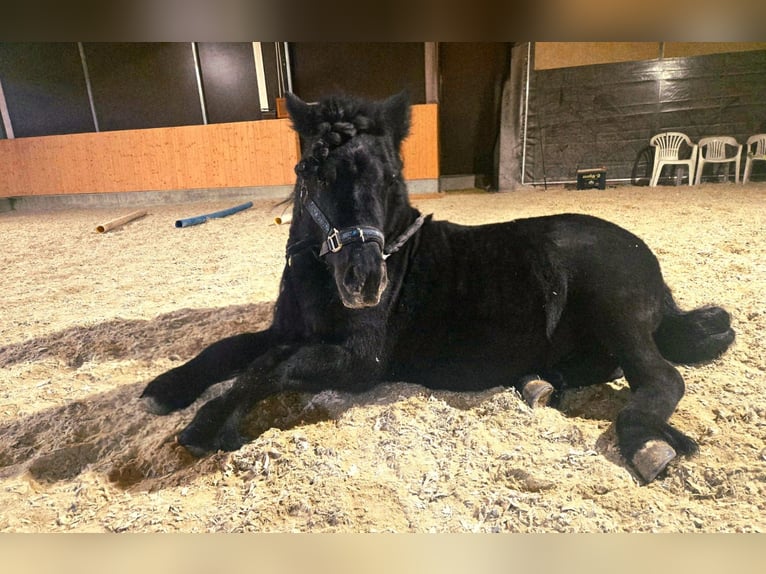 Shetland Ponies Stallion 7 years 10 hh Black in Tann Shetland Ponies Stallion 7 years 10 hh Black in Tann