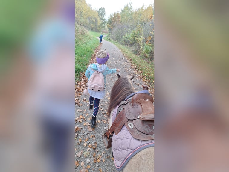 Shetland Ponies Stallion 7 years 10,1 hh Buckskin in Gunzenhausen
