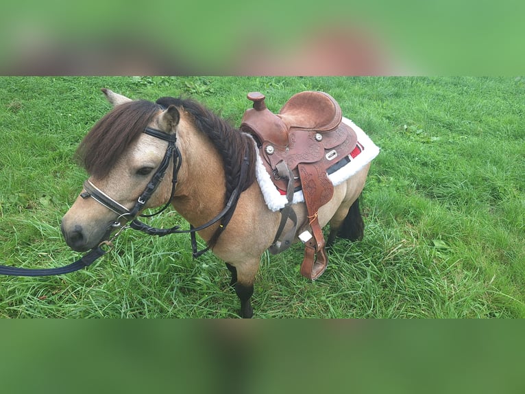 Shetland Ponies Stallion 7 years 10,1 hh Buckskin in Gunzenhausen