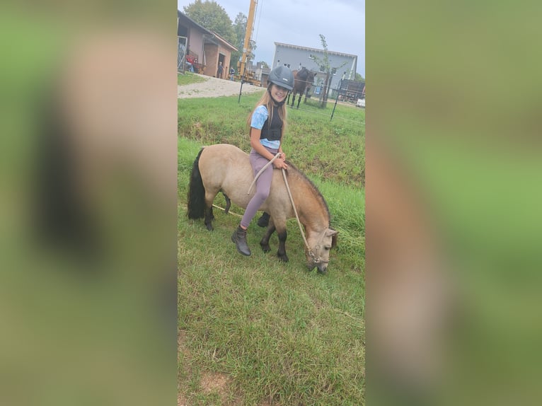Shetland Ponies Stallion 7 years 10,1 hh Buckskin in Gunzenhausen