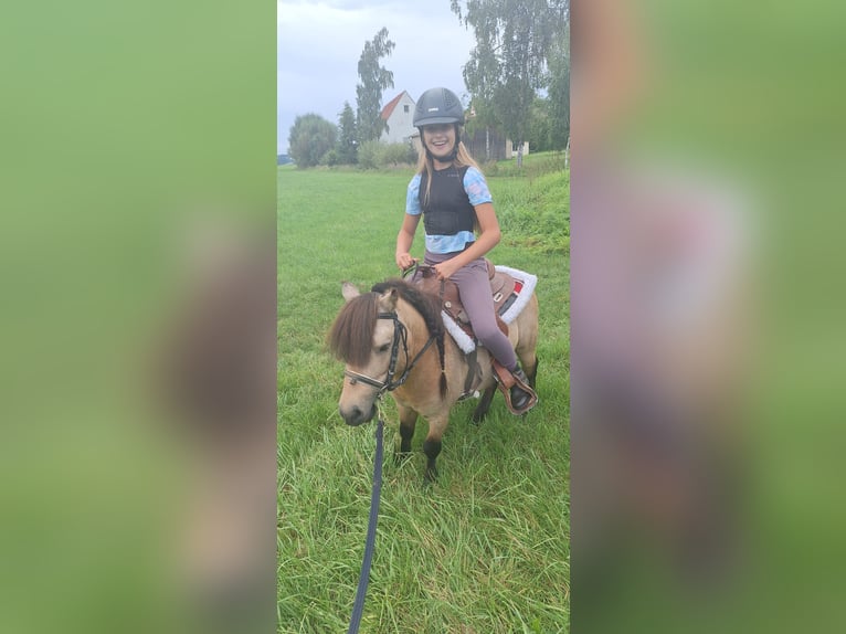 Shetland Ponies Stallion 7 years 10,1 hh Buckskin in Gunzenhausen