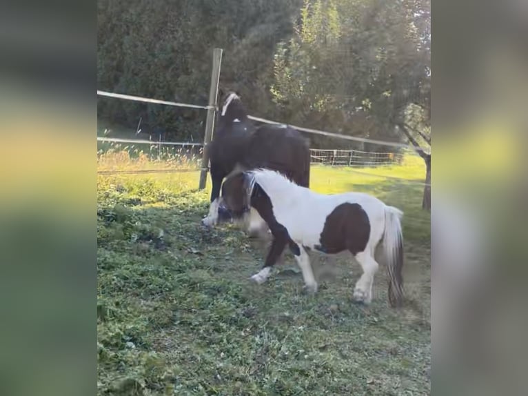 Shetland Ponies Stallion 7 years 8 hh Pinto in Eschau