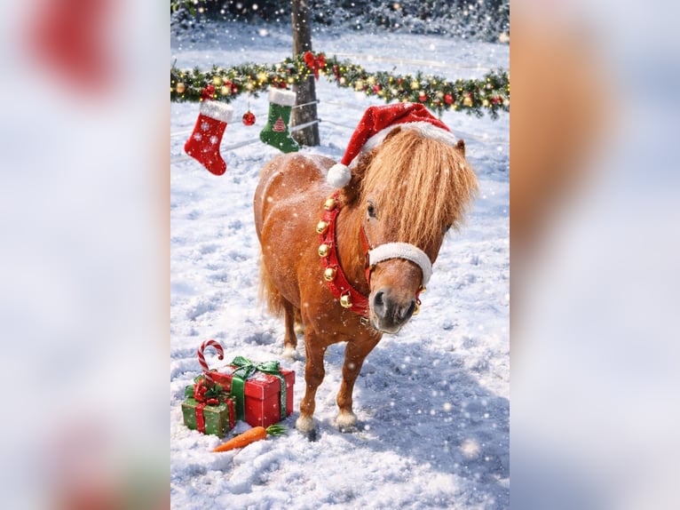 Shetland Ponies Stallion 7 years 9.1 hh Chestnut-Red in Diepenau