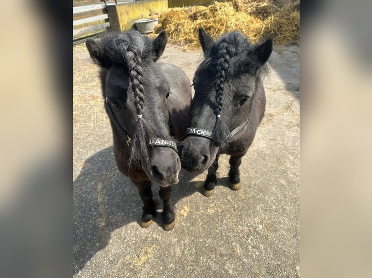 Shetland Ponies Stallion 7 years 9,1 hh Black in Marsberg Shetland Ponies Stallion 7 years 9,1 hh Black in Marsberg