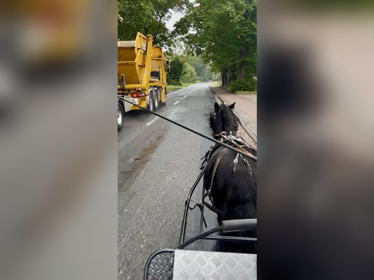 Shetland Ponies Stallion 8 years 10,1 hh Black in Osterwald