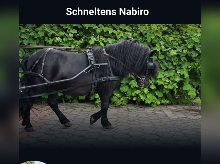 Shetland Ponies Stallion 8 years 10,1 hh Black in Osterwald