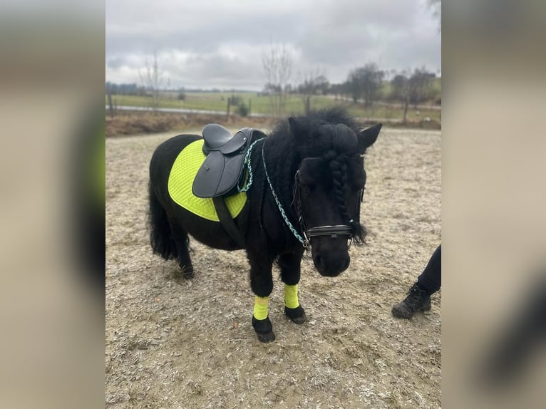 Shetland Ponies Stallion 8 years 9,1 hh Black in Marsberg