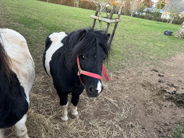 Shetland Ponies Stallion 9 years 10,1 hh Pinto in Daleiden