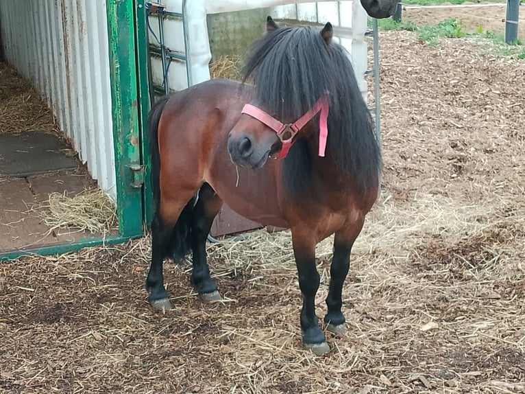 Shetland Ponies Stallion 9 years 8,1 hh Brown in Gronau (Westfalen)