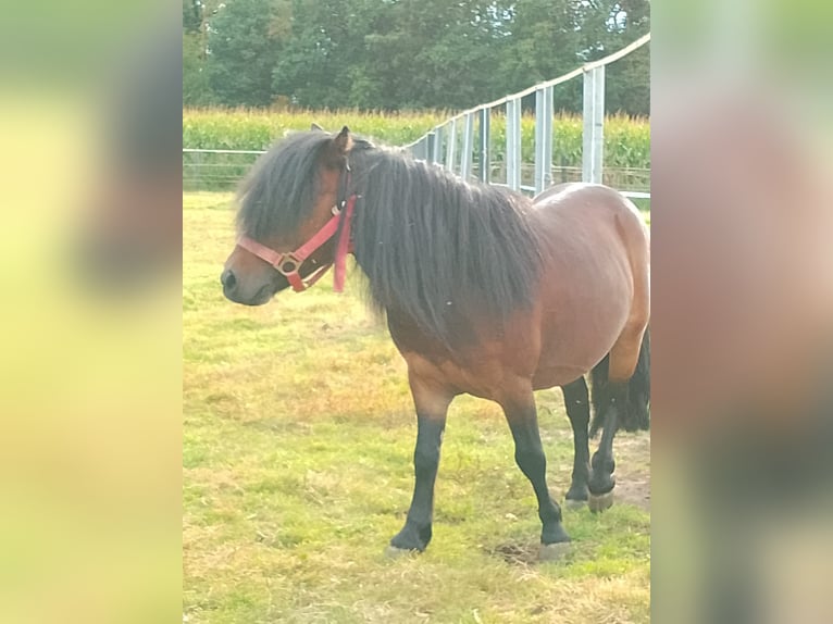 Shetland Ponies Stallion 9 years 8,1 hh Brown in Gronau (Westfalen)