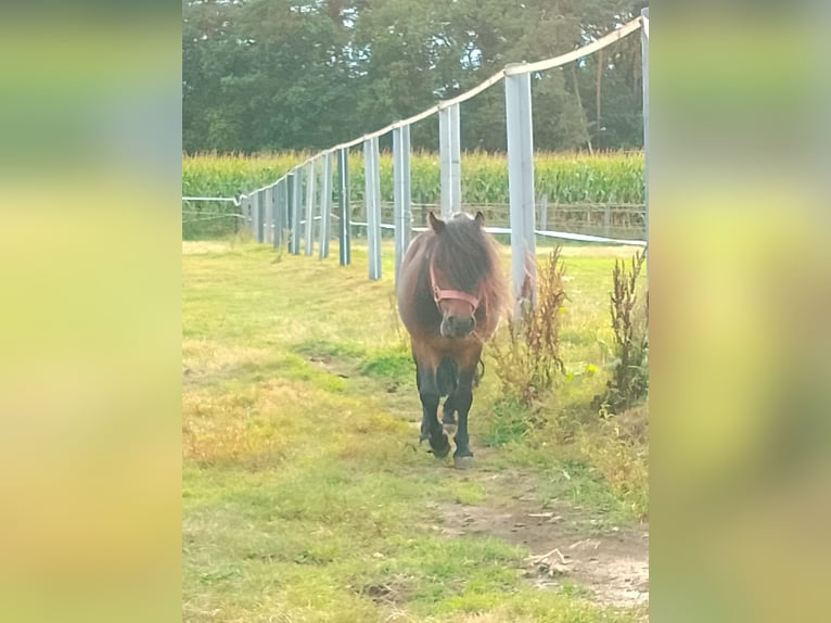 Shetland Ponies Stallion 9 years 8,1 hh Brown in Gronau (Westfalen)