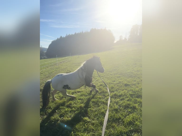 Shetland Ponies Stallion 9 years 9.1 hh Pinto in Melsungen