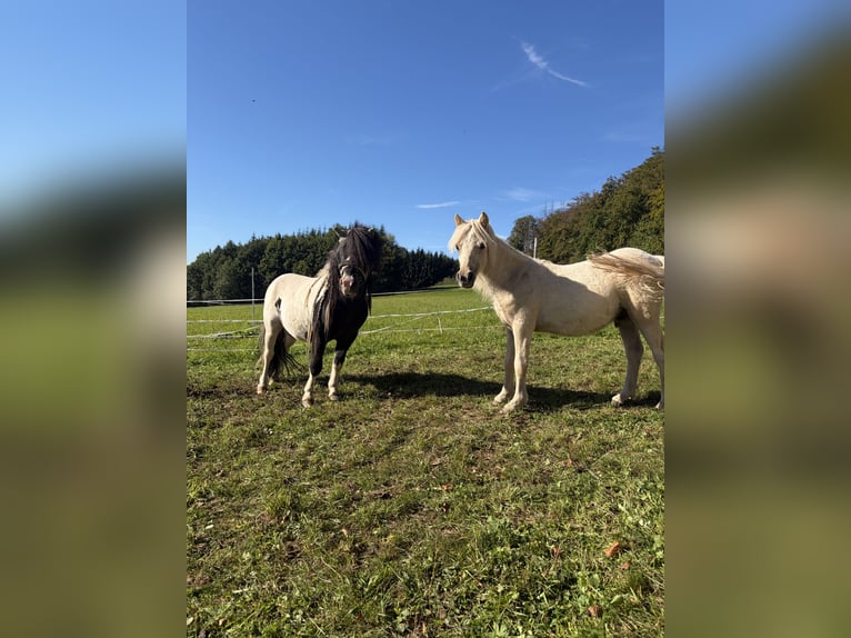 Shetland Ponies Stallion 9 years 9.1 hh Pinto in Melsungen