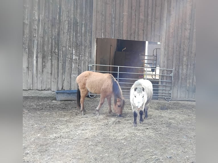Shetland Ponies Stallion 9 years 9,1 hh Grey-Blue-Tan in Obermeitingen