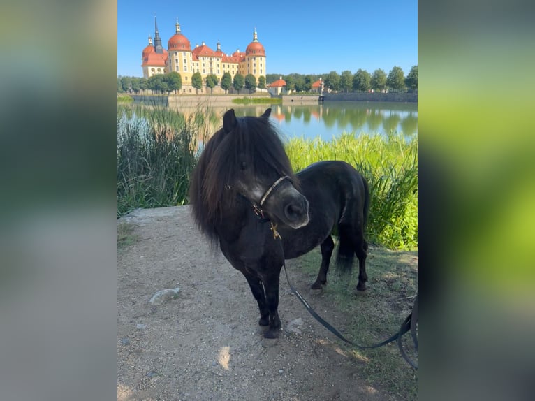 Shetland Ponies Stallion Black in Kleinhelmsdorf