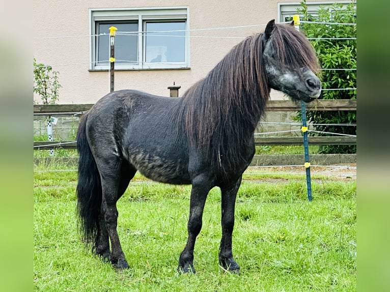 Shetland Ponies Stallion Black in Kleinhelmsdorf