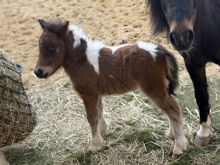 Shetland Ponies Stallion Black in Kleinhelmsdorf