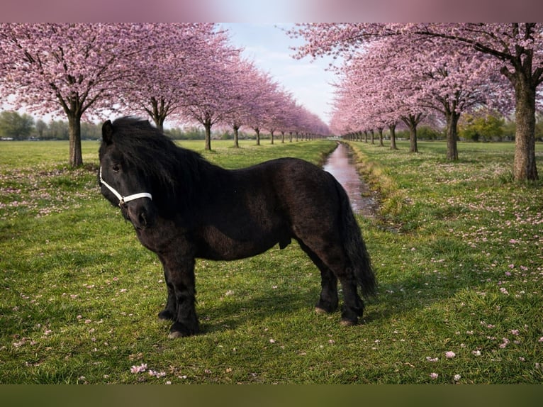 Shetland Ponies Stallion Black in Schraard