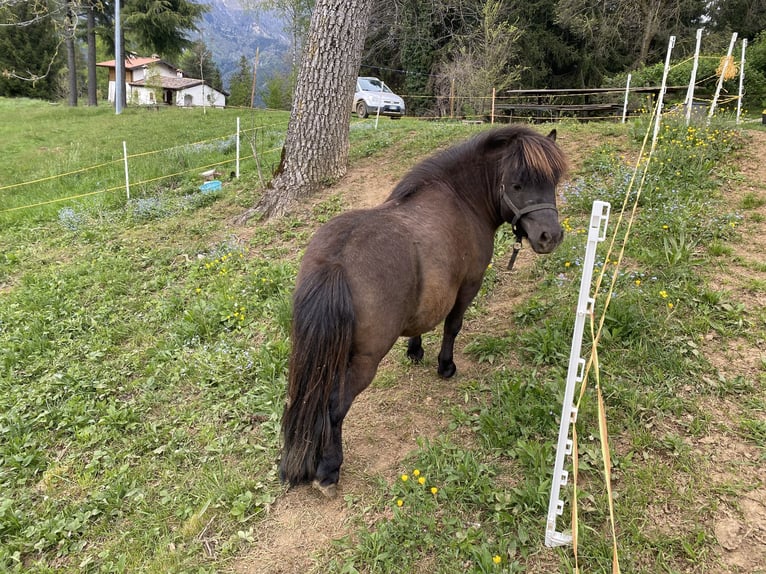 Shetland Ponies Stallion Black in Songavazzo