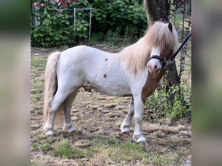 Shetland Ponies Stallion  in Bösel
