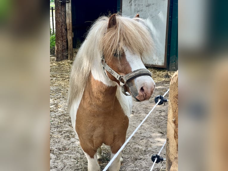 Shetland Ponies Stallion  in Bösel