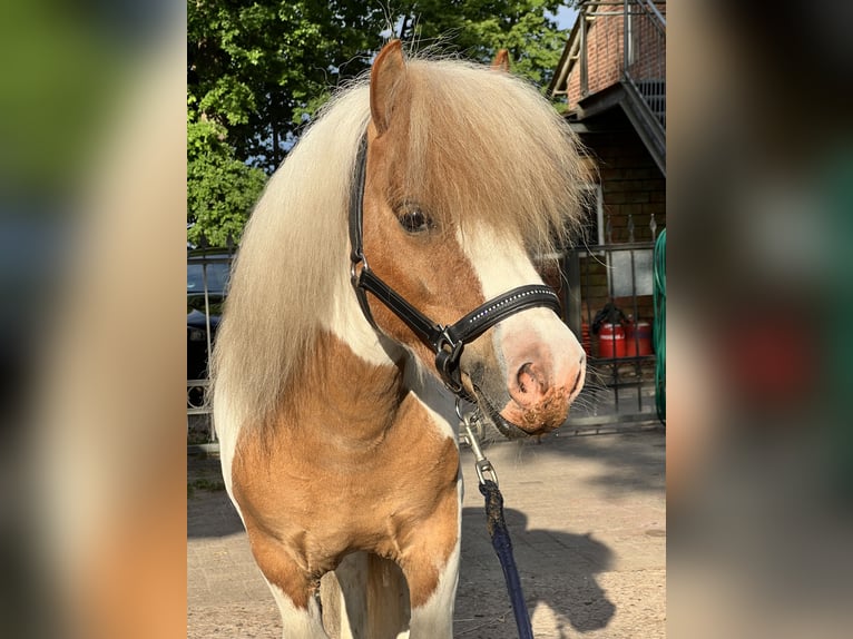 Shetland Ponies Stallion  in Bösel