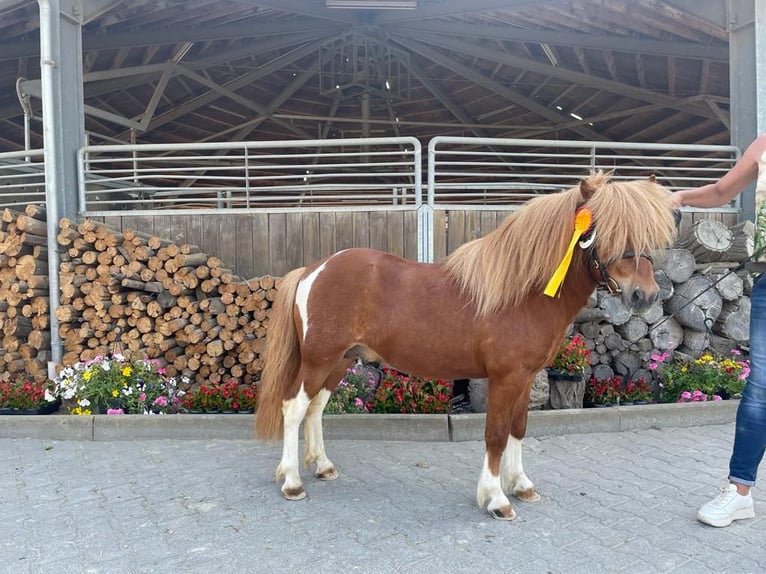 Shetland Ponies Stallion in Heiden