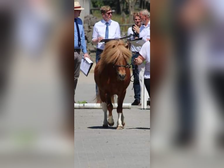 Shetland Ponies Stallion in Heiden