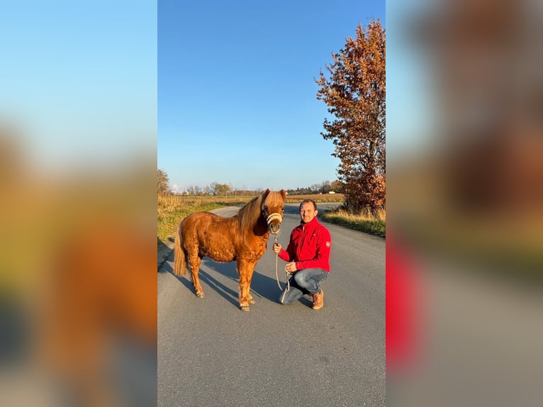 Shetland Ponies Stallion Chestnut-Red in Osterfeld