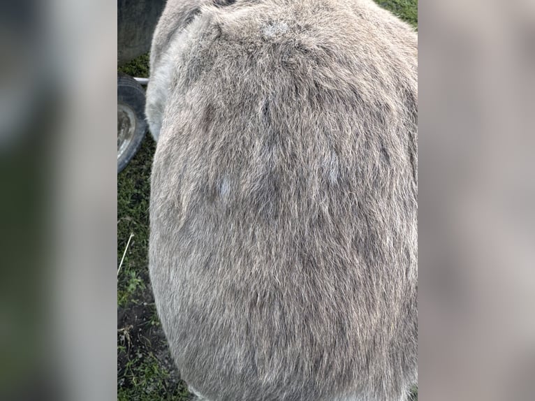Shetland Ponies Stallion Foal (05/2025) 10,1 hh Leopard-Piebald in Groß Molzahn Shetland Ponies Stallion Foal (05/2025) 10,1 hh Leopard-Piebald in Groß Molzahn