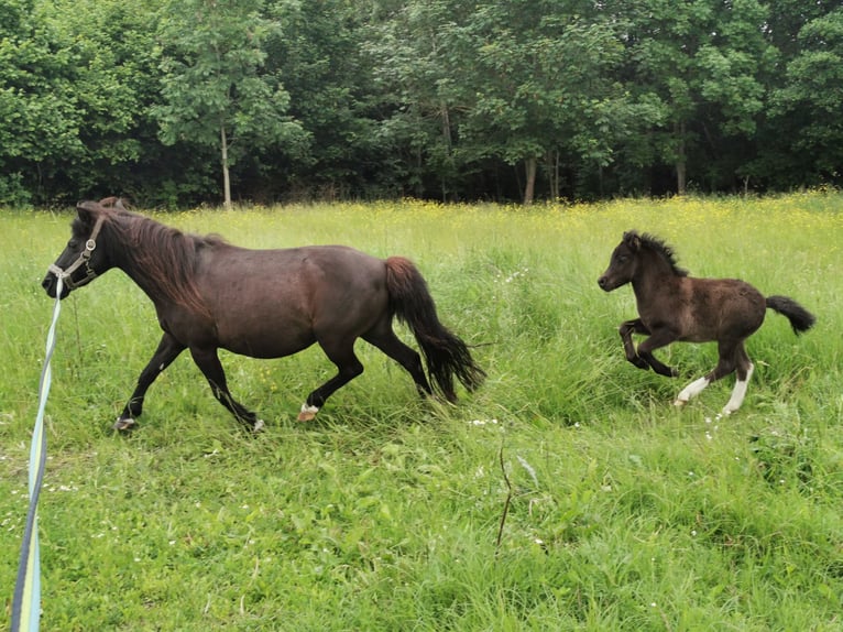 Shetland Ponies Stallion Foal (05/2026) 10.1 hh Tobiano-all-colors in Grimmen