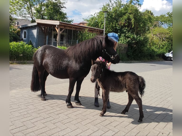 Shetland Ponies Stallion Foal (05/2024) 10,2 hh Black in Bad Segeberg