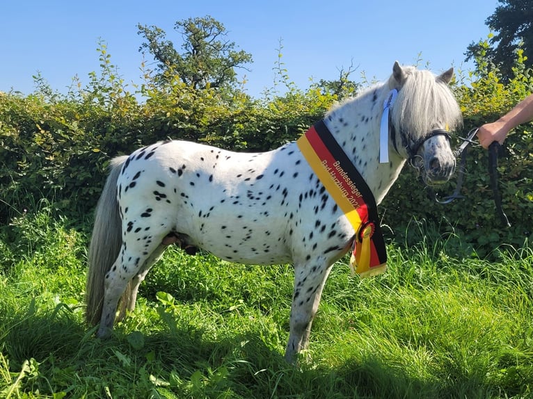 Shetland Ponies Stallion Foal (04/2024) 10,2 hh Leopard-Piebald in Groß Molzahn