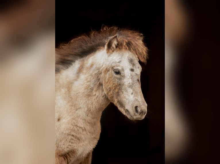 Shetland Ponies Stallion Foal (04/2024) 10,2 hh Leopard-Piebald in Groß Molzahn