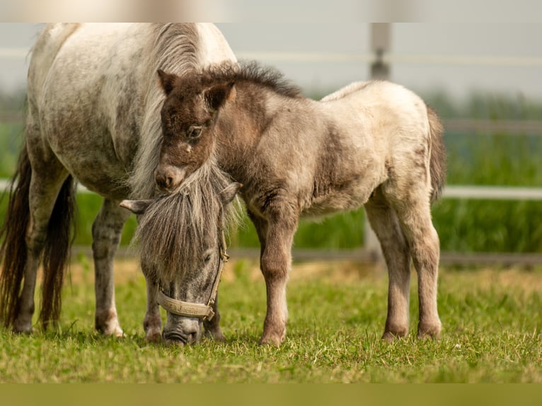 Shetland Ponies Stallion Foal (04/2024) 10,2 hh Leopard-Piebald in Groß Molzahn