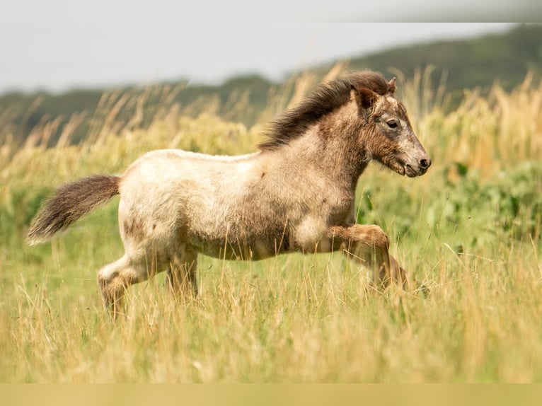 Shetland Ponies Stallion Foal (04/2024) 10,2 hh Leopard-Piebald in Groß Molzahn