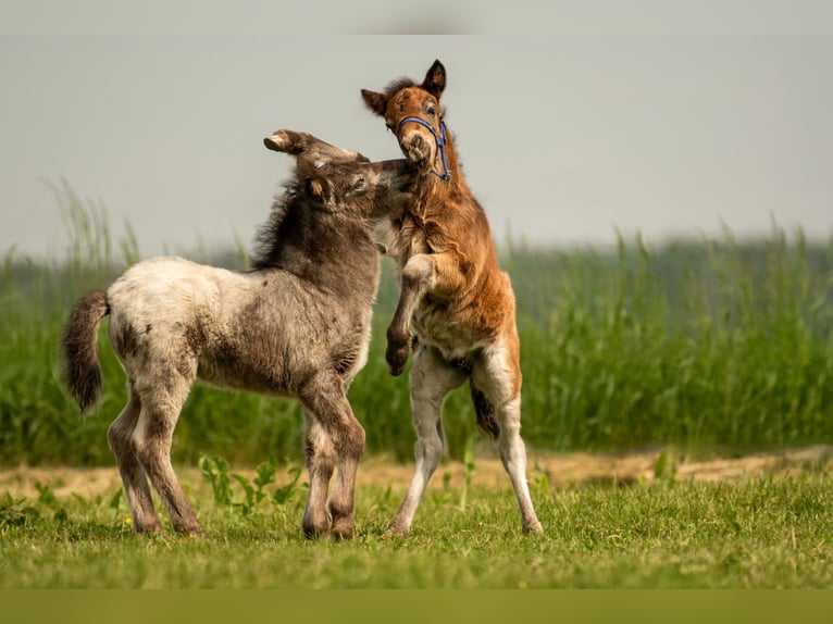 Shetland Ponies Stallion Foal (04/2024) 10,2 hh Leopard-Piebald in Groß Molzahn