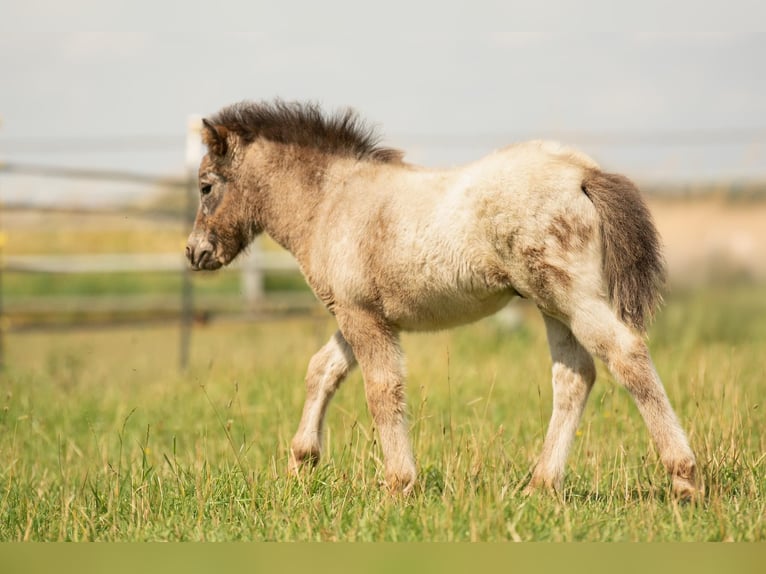 Shetland Ponies Stallion Foal (04/2024) 10,2 hh Leopard-Piebald in Groß Molzahn